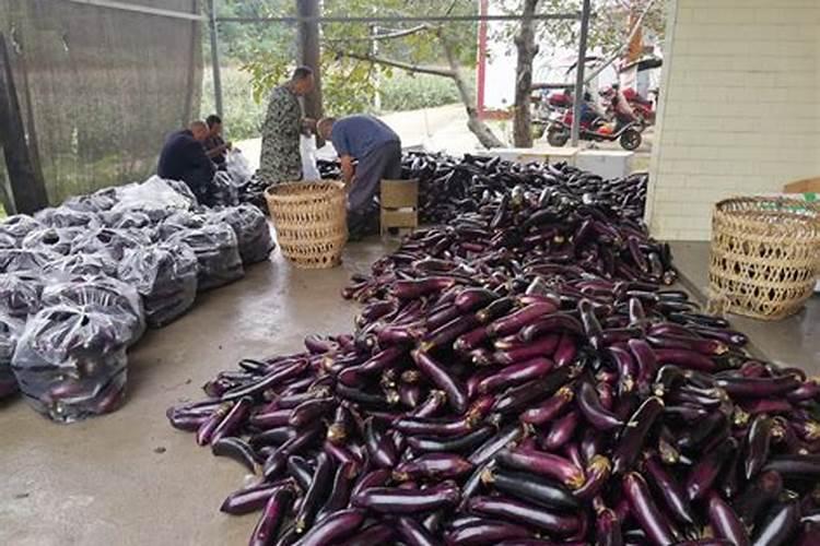 请问老师茄子采摘期间追什么肥？