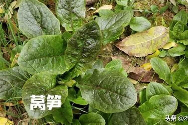 王米打缩节药几个小时见玉米效