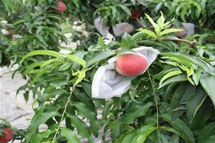 高产大姜施肥方法 姜如何施肥