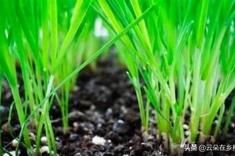 蒜苗适合用什么叶面肥