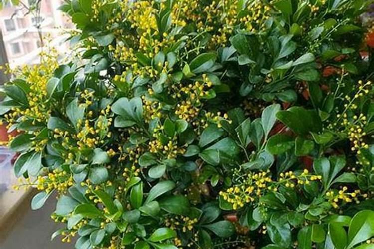 桃子膨大期喷什么上色增甜？