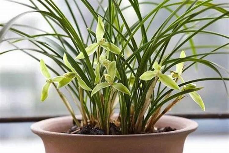 兰花浇什么肥料合适