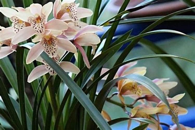 兰花施肥“顺口溜”,一句话就能记住