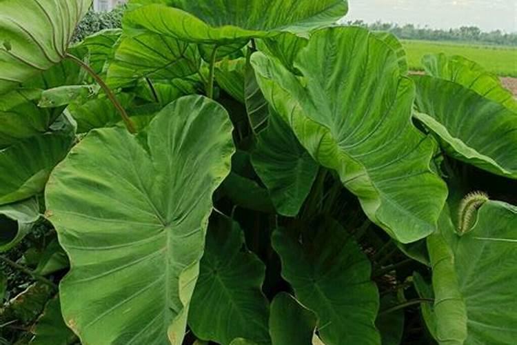 施肥后能不能马上浇水 什么时候浇水合适