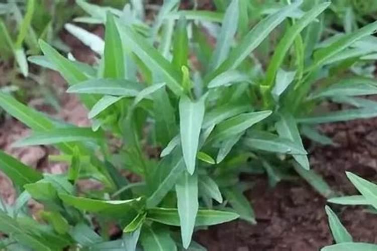 葡萄怎么种植盆栽