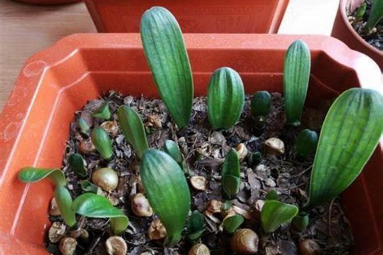 杜鹃花期能用芸苔素吗？