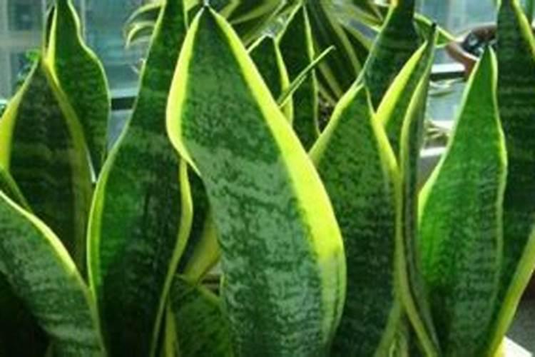 草木灰与铵态氮肥反应方程式