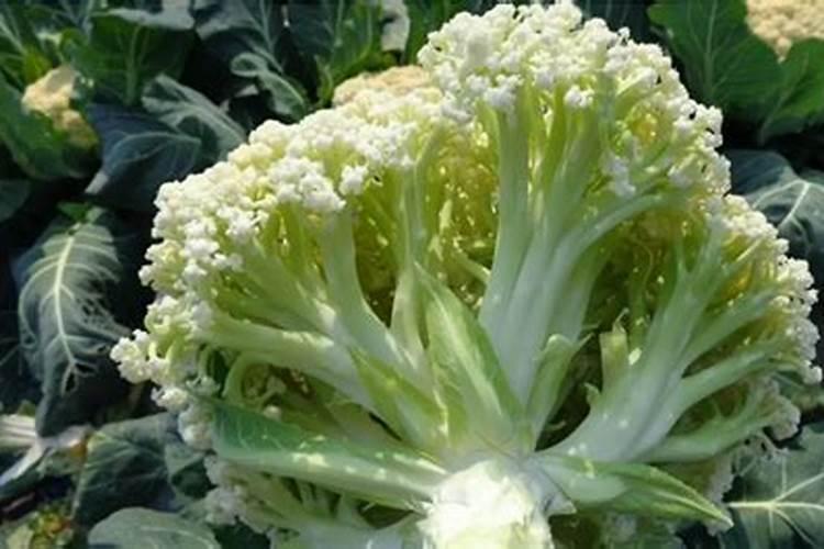 花菜种植技术及施肥方法是怎么样的？