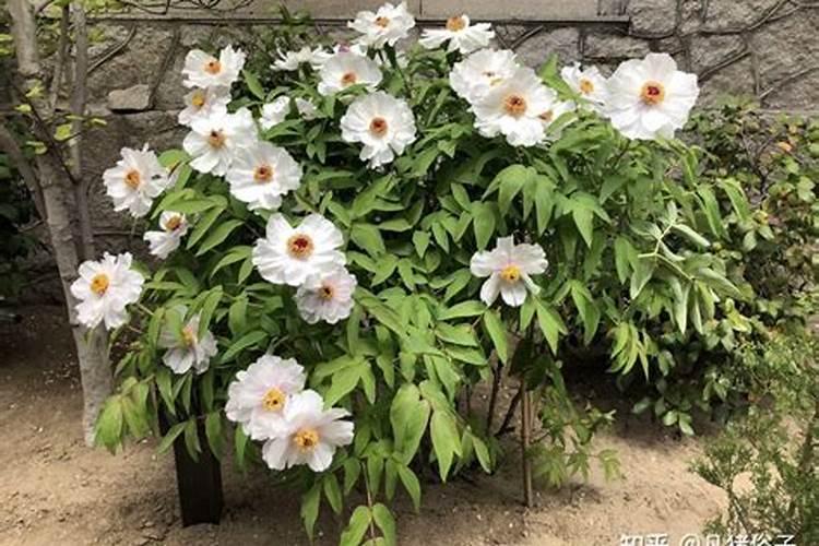 芍药喜欢什么肥料 芍药施肥时间和方法