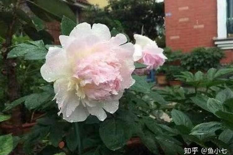 芍药怎么养 养殖芍药教程