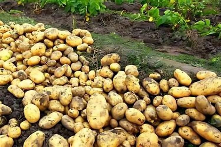 棉花每个生长周期的施肥方案 施肥用一铵还是用二铵