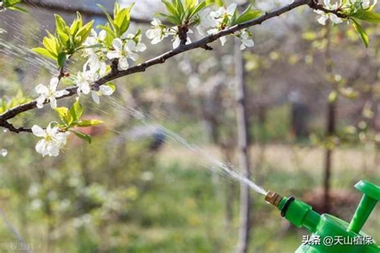 莲藕叶子怎么会枯萎死掉