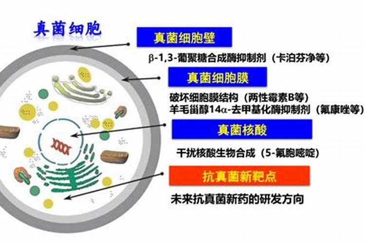 农药真菌类杀菌剂有哪些