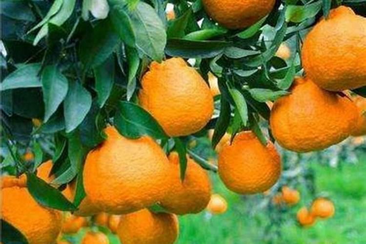 土豆浇水的正确方法 土豆应该什么时候浇水