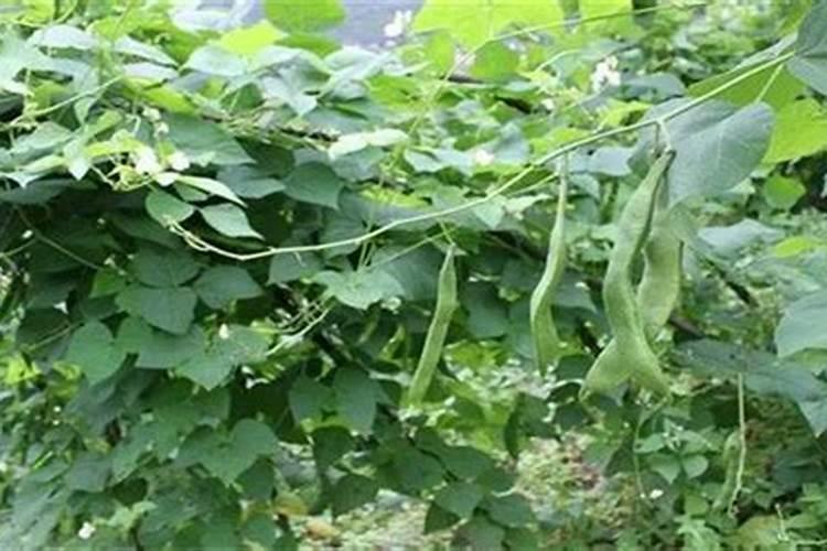 在农村种植芸豆的时候,应该如何施肥呢？