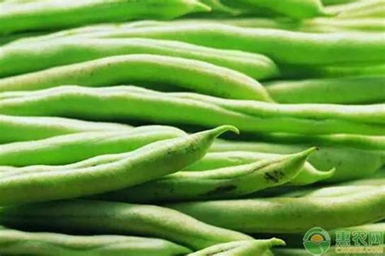 想提高四季豆产量需要注意哪些施肥技巧？