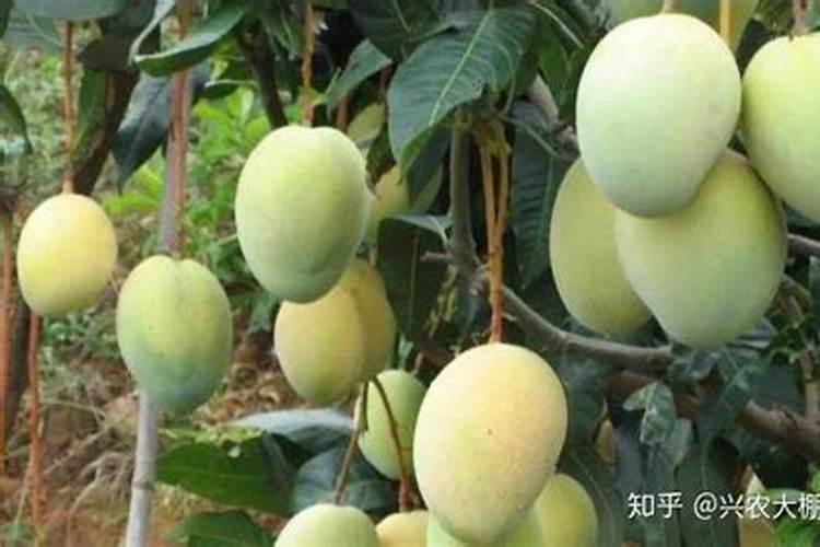 芒果树缺氮症状及处理措施 芒果怎么养殖