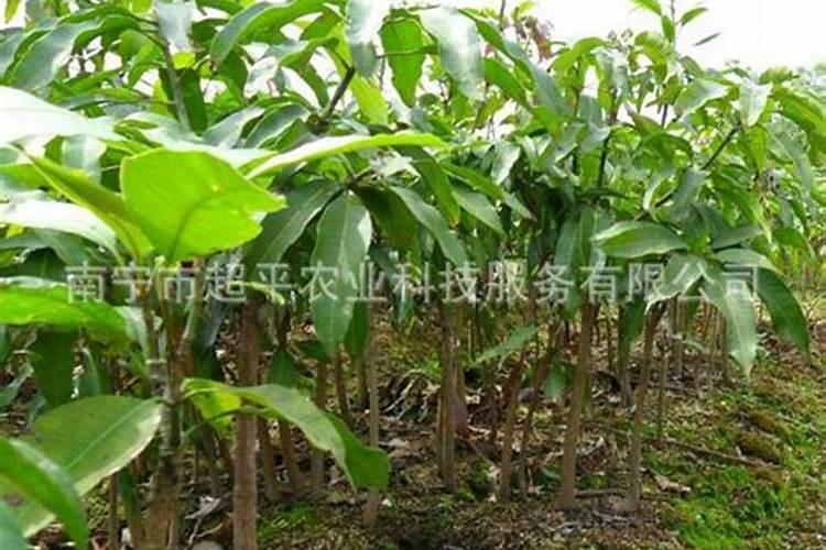 芒果树结果期怎样施肥