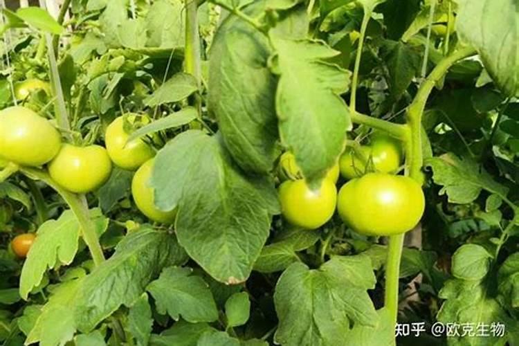 隔三到五天,打一次叶面肥,行吗？