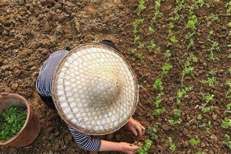 蔬菜专用叶面肥厂家现货供应？叶面肥怎么用效果好？