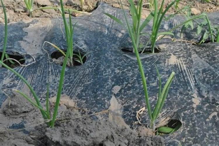 为什么绿叶蔬菜高钾