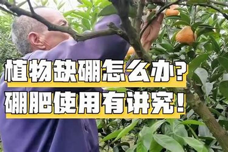 番薯种植需要什么条件 附种植方法