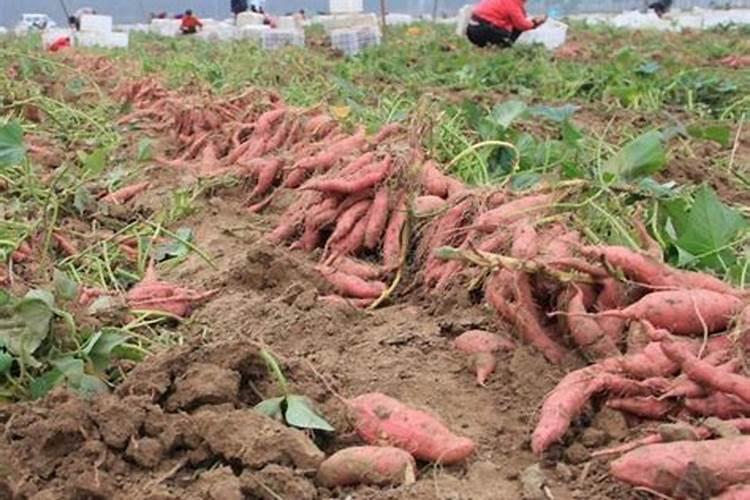 红薯最好的肥料