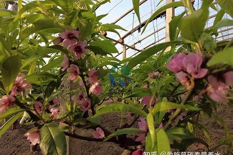 小麦锈病防治方法