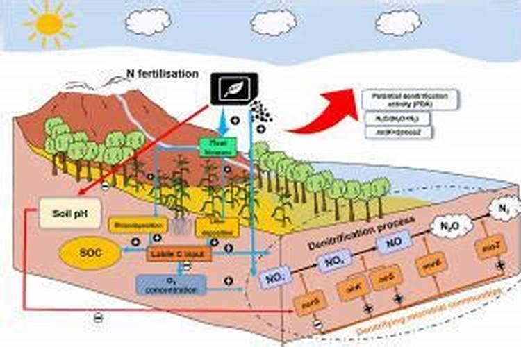 金钱树氮肥多久用一次 金钱树的氮肥施用周期是多久？