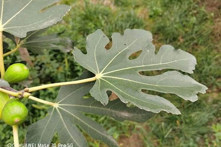 骨粉适合无花果吗？