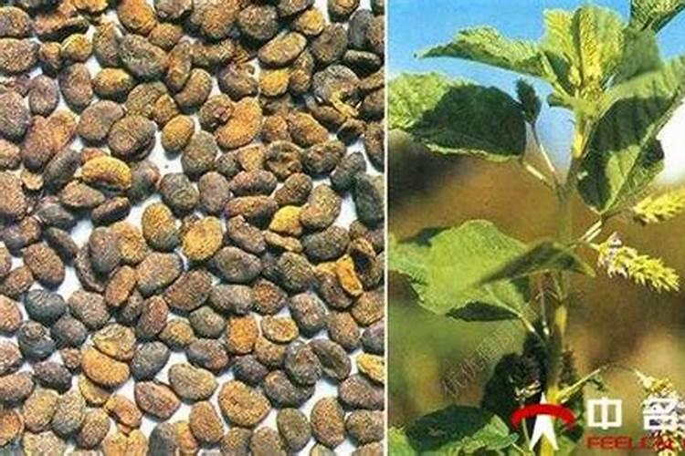 无花果追肥用什么肥料好