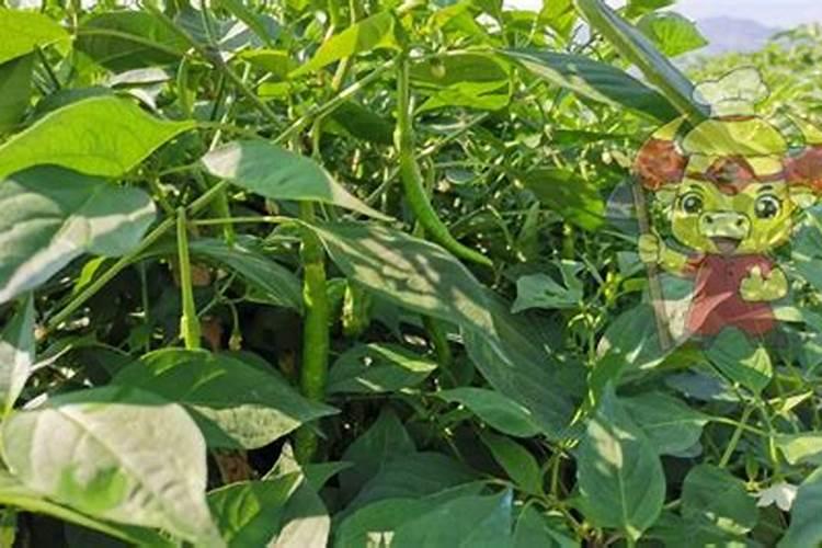 康仆硼肥叶面肥怎么兑水