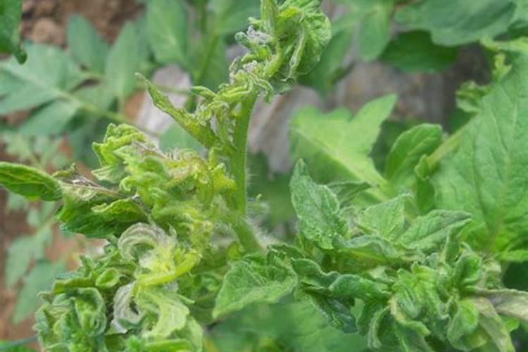 番茄叶片皱缩变细是怎么回事？