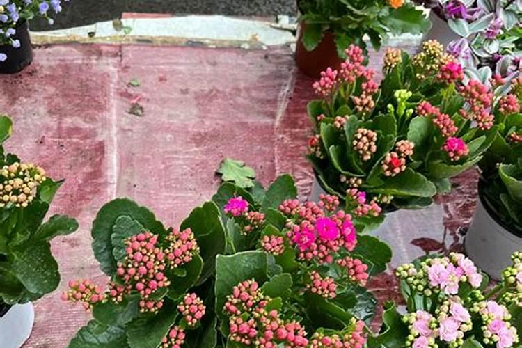 长寿花用什么肥料最好,总共需要三种肥,长势旺盛开花多