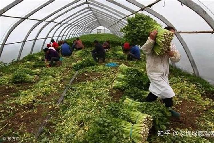 荔枝施肥的重点是什么？