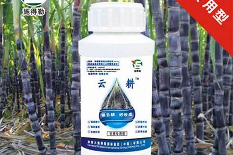 甘蔗多少天施一次肥