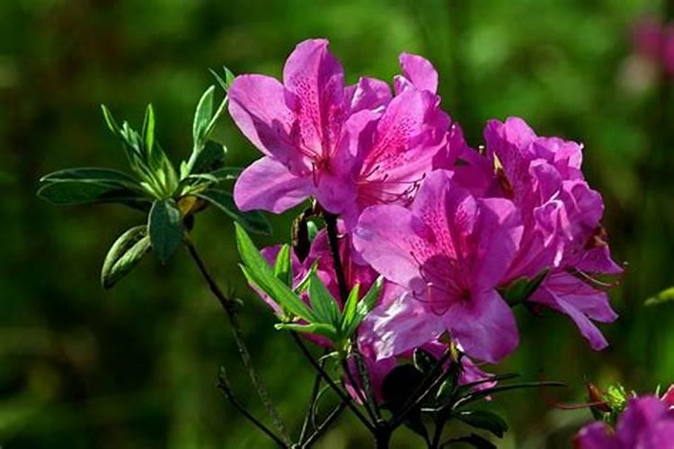 石榴树什么时候施肥