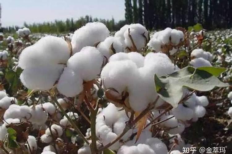 夏天怎么保存冬瓜不坏