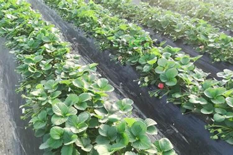 草莓不长用什么肥料