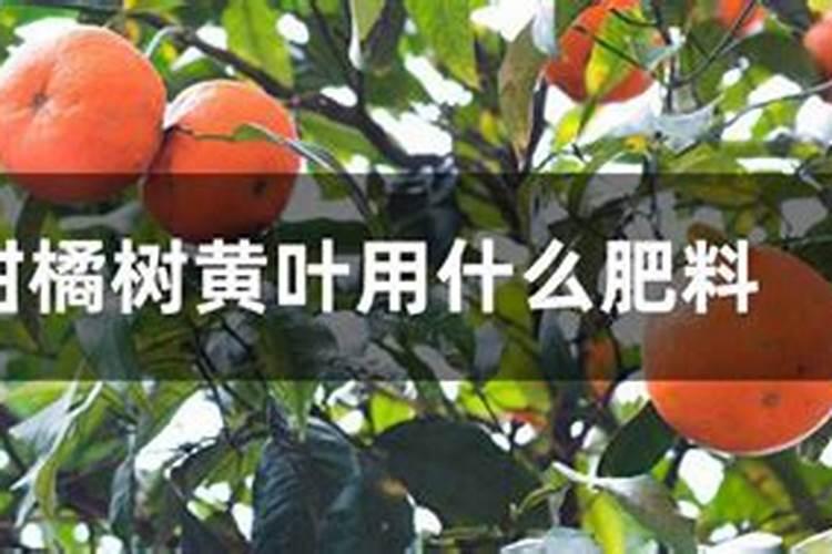 果树叶子发黄了,用什么肥料改善？