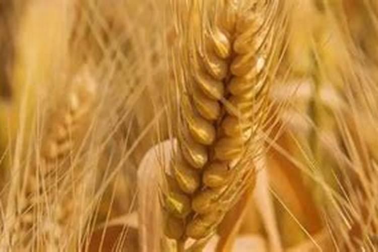 除草剂和杀虫剂可以混在一起用吗