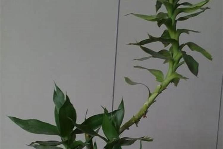 富贵竹生根后怎么养