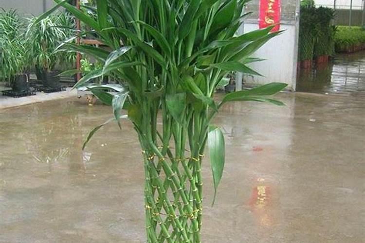 富贵竹怎么施肥