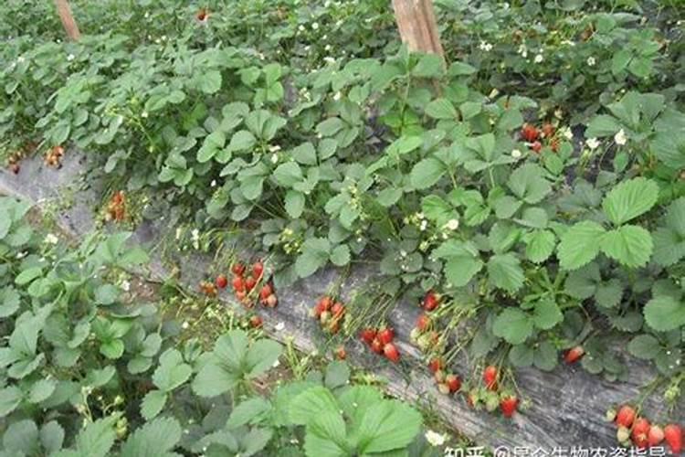草莓追肥用什么肥料最好