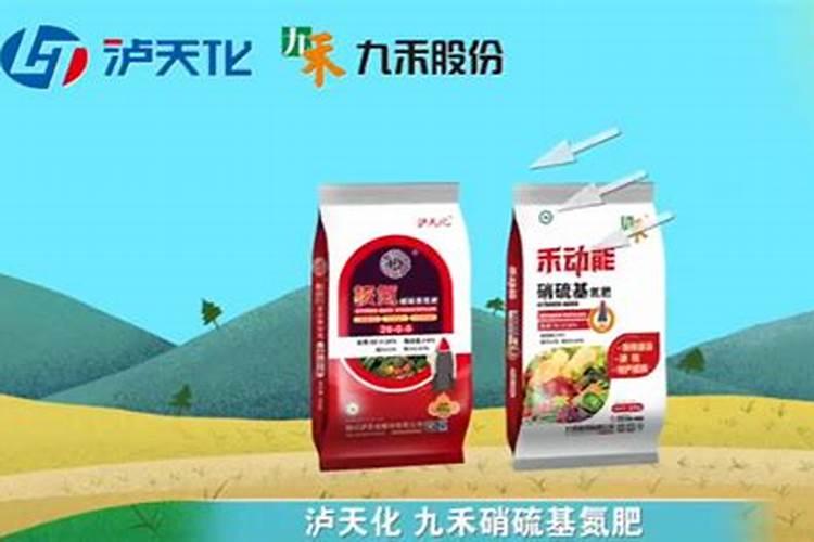 槟榔芋怎样种植