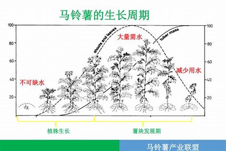 橘子皮厚不甜用什么肥料