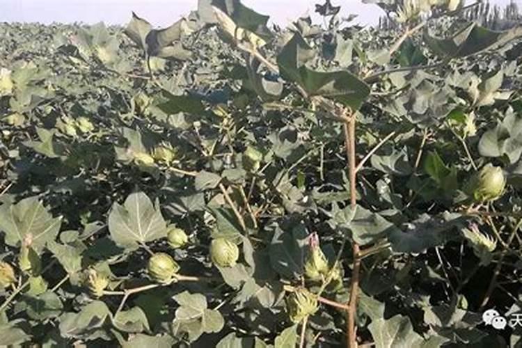 韮菜种植需要施什么肥料