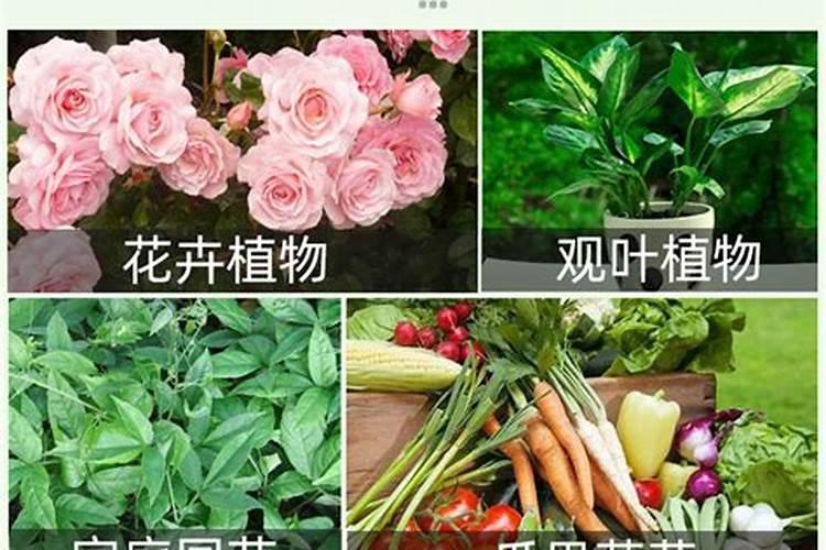 施可丰月季专用肥好吗