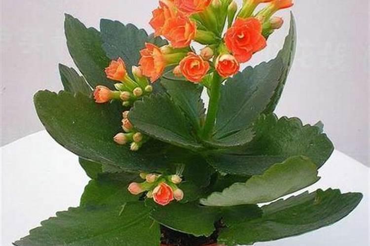 碗豆盛花期能浇水吗？