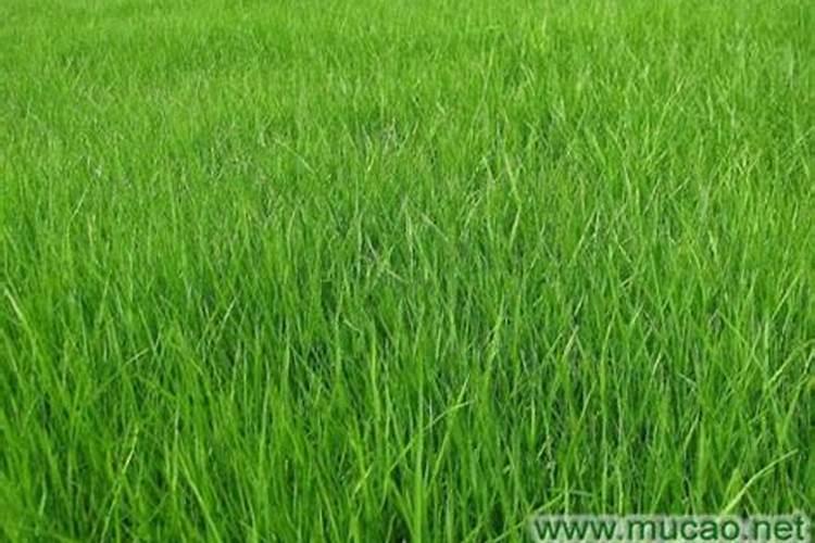 红薯苗长出地面喷什么叶面肥最好？